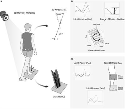 Age-Related Adaptations of Lower Limb Intersegmental Coordination During Walking